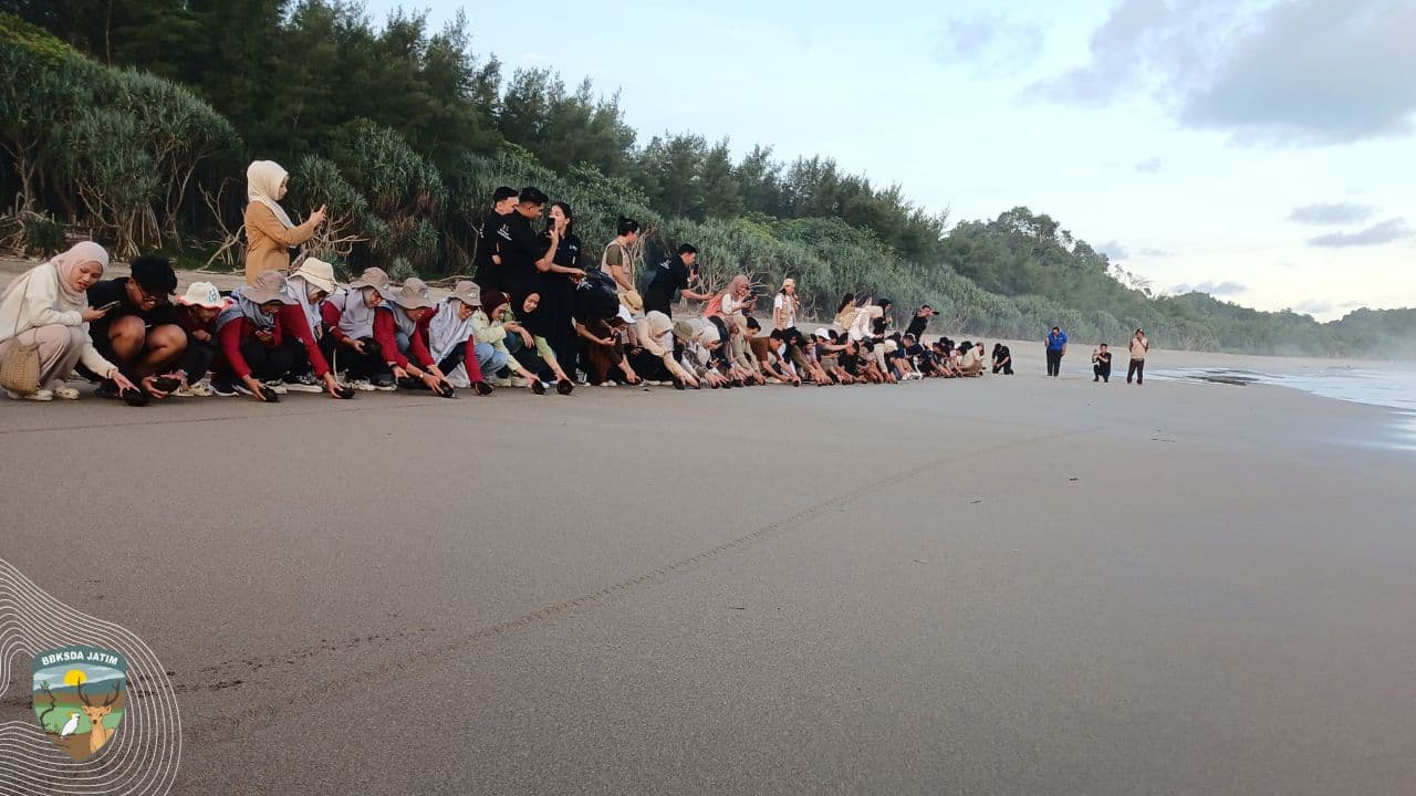 Langkah Pertama Tukik Penyu Lekang Menuju Samudra
