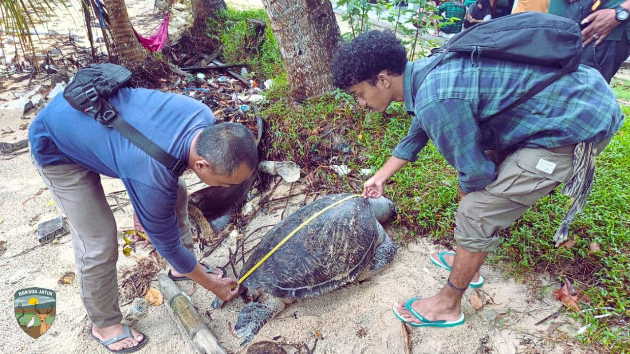 Terdampar di Pasir Terosan, Penyu Hijau itu Tak Pernah Kembali Ke Laut
