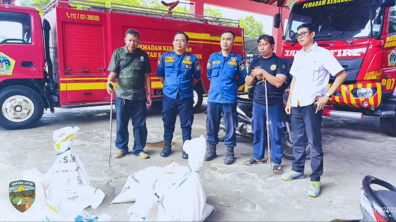 21 Satwa Liar Diselamatkan di Tengah Kota Surabaya dan Gresik - Thumbnail 1