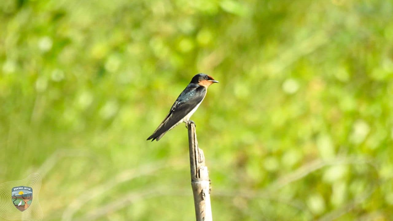 Potret Keanekaragaman Burung Air dan Pentingnya Mangrove Wonorejo - Thumbnail 1