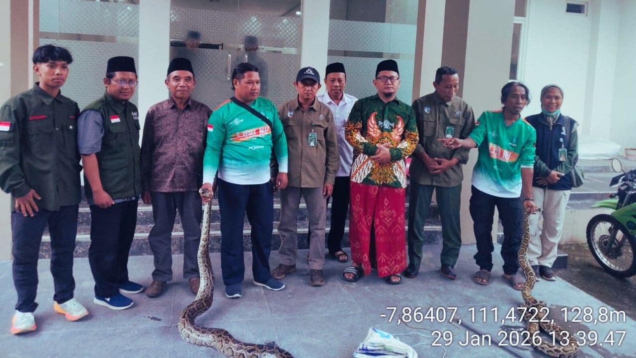 Sanca Bodo Muncul di Permukiman! Itu Sebab Konservasi Harus Hadir Lebih Dekat