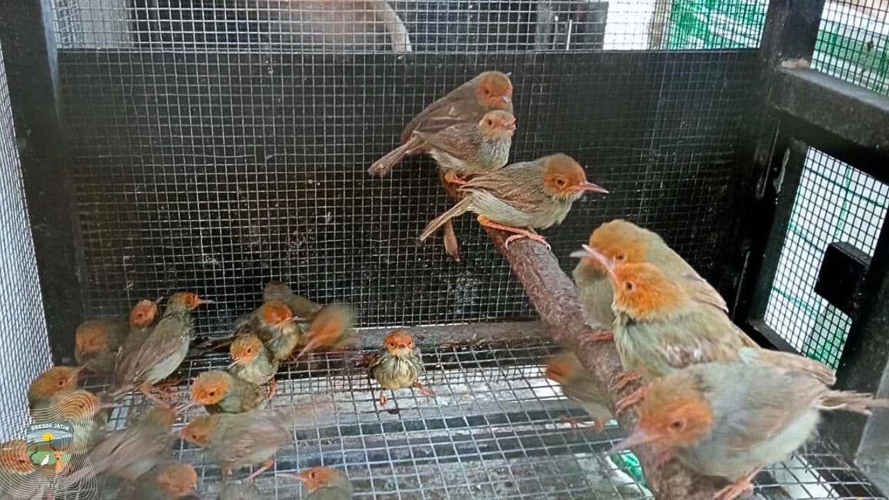 Ratusan Burung Diselamatkan dari Bus Antar Pulau, Berakhir di Hutan Ijen