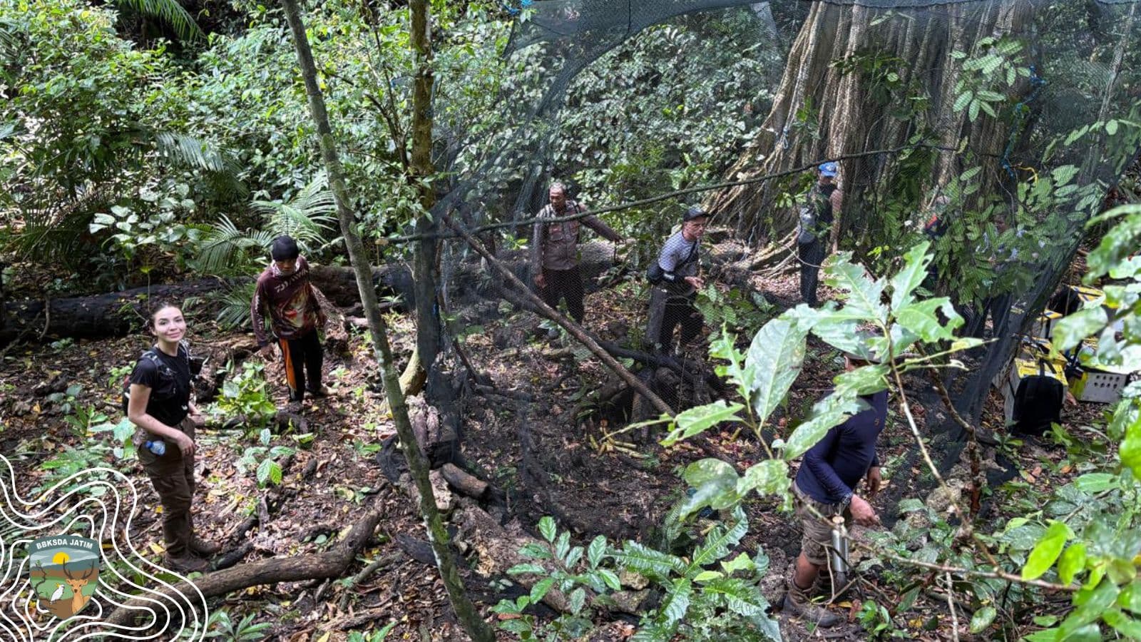64 Monyet Ekor Panjang Kembali ke Alam Liar, Harapan Baru dari Nusa Barong