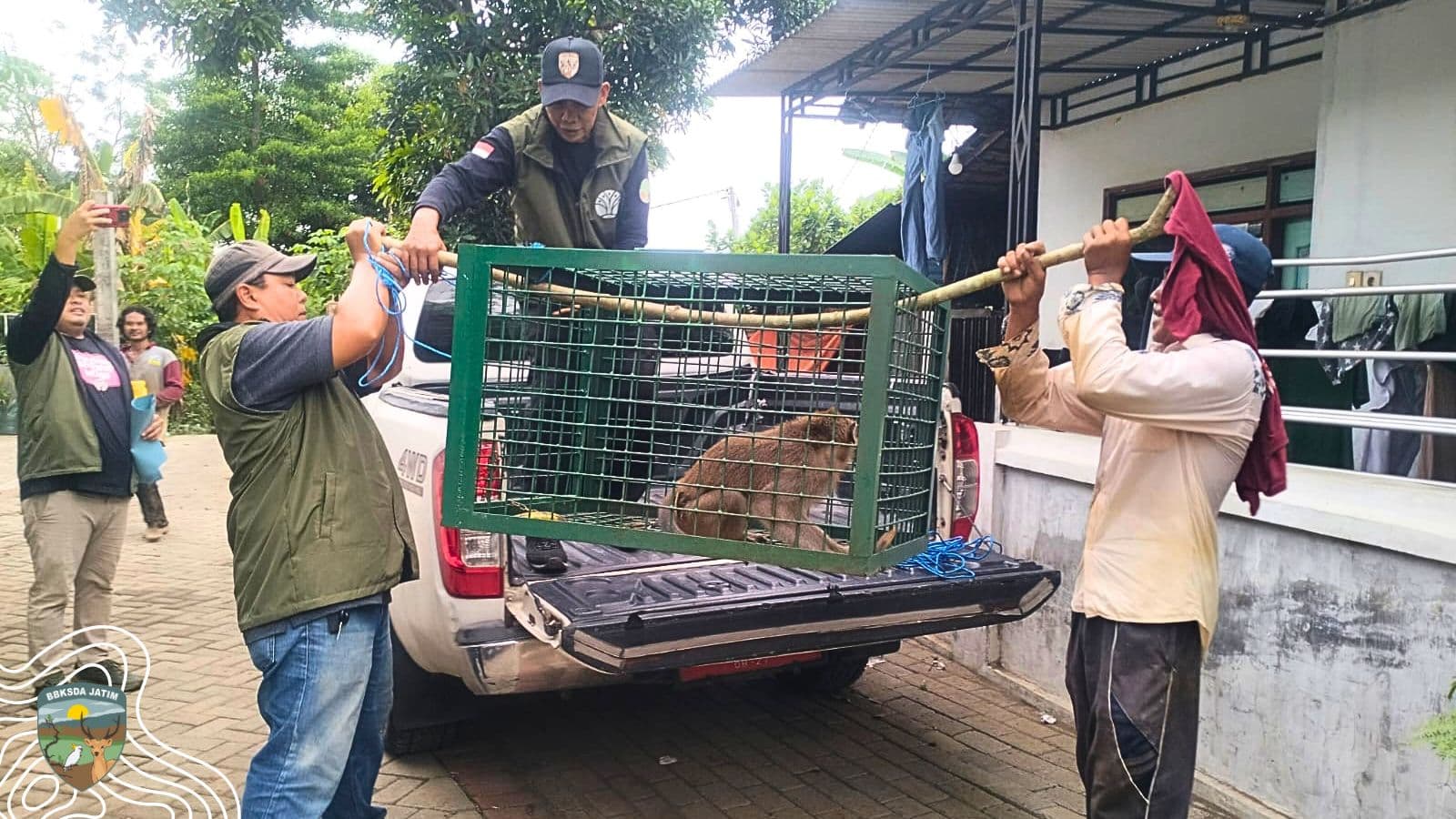 Monyet Ekor Panjang Tanpa Pemilik Dievakuasi, Warga Diingatkan Tak Pelihara Satwa Liar