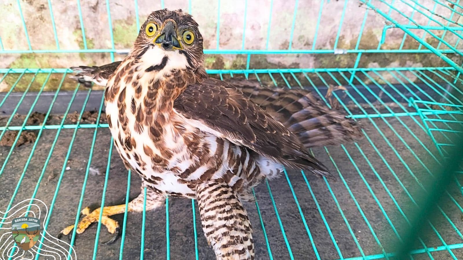 Elang-alap Jambul Di Tengah Kampus, Tersesat Atau Lepas Dari Belenggu Rantai