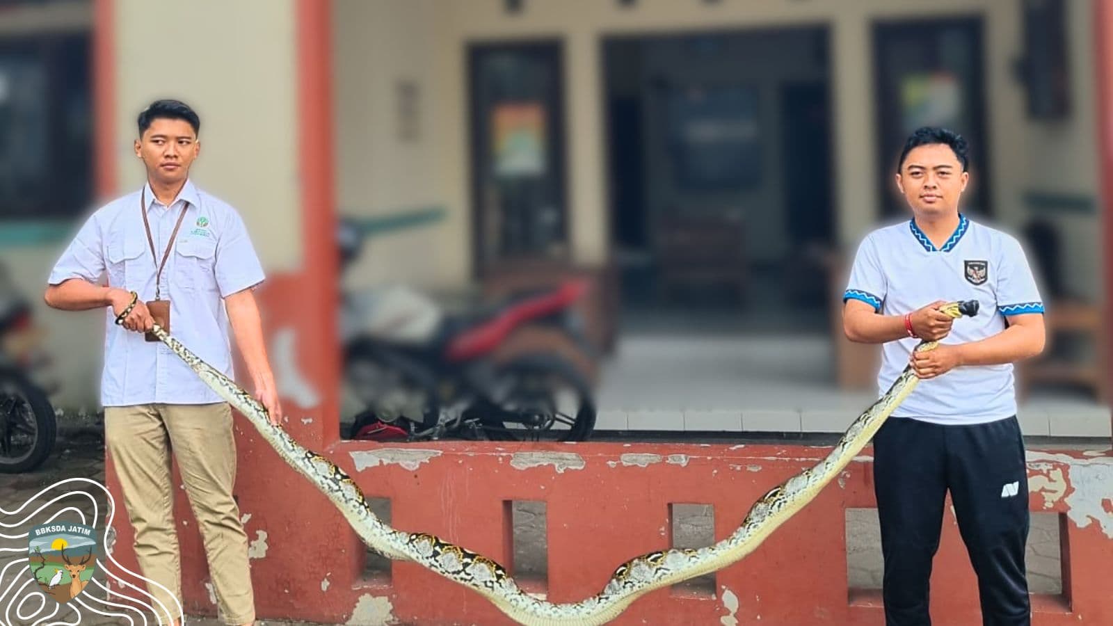 Khawatir Memangsa Ayam Ternak, Warga Jamur Serahkan Ular Temuannya