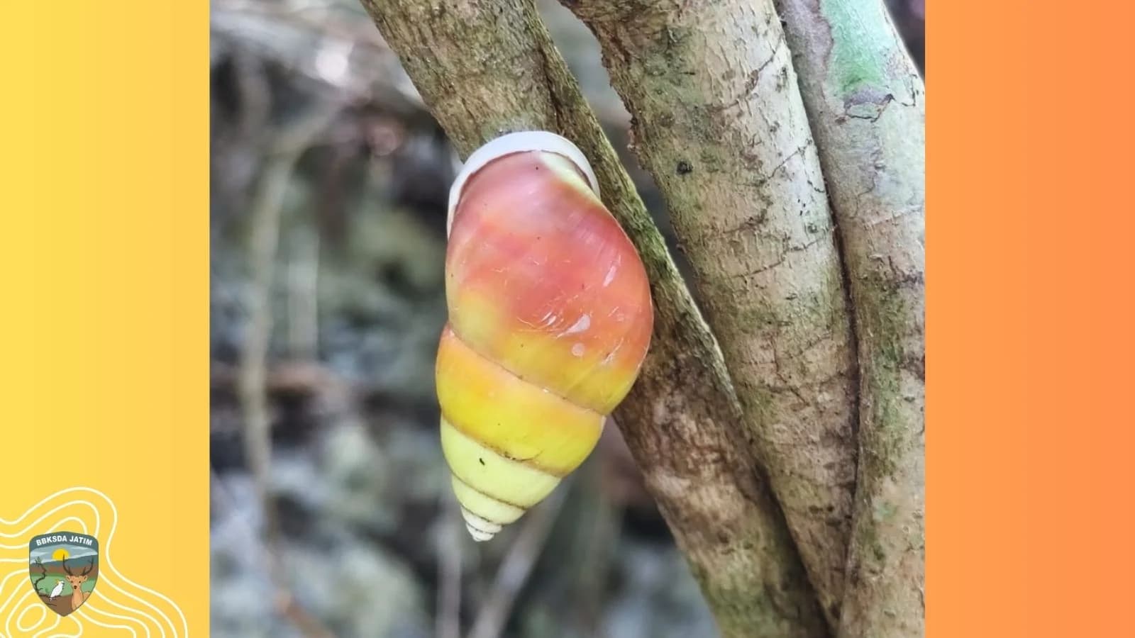 Gradasi Senja, Pesona Amphidromus perversus solemi yang Tersembunyi di Daun Hijau Nusa Barung