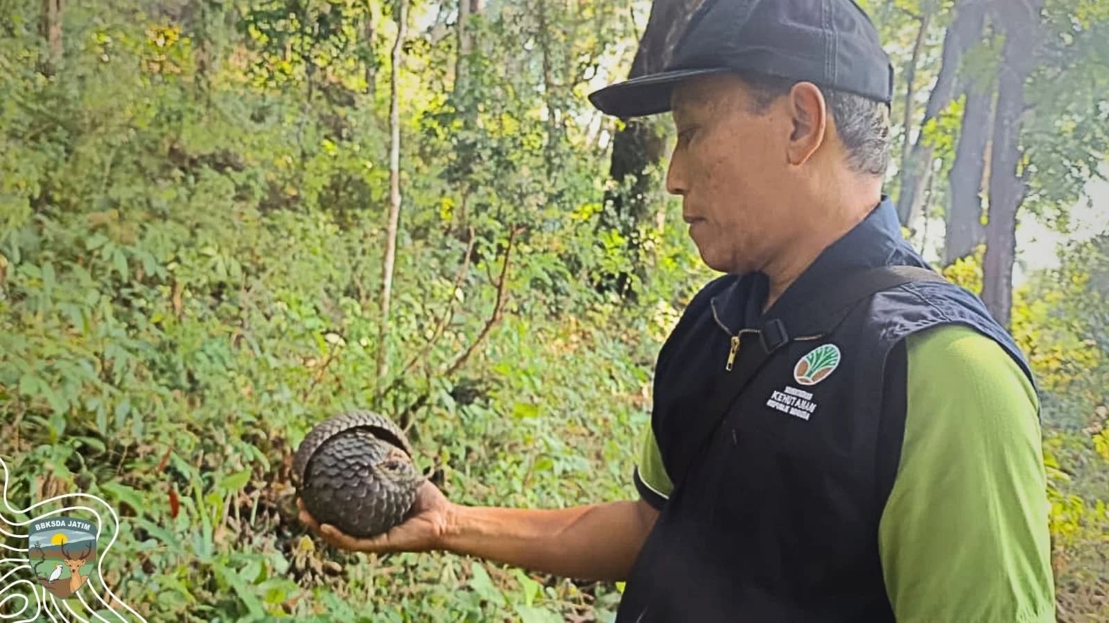 Mengantarkan Pulang Mamalia Bersisik Ke Rumahnya