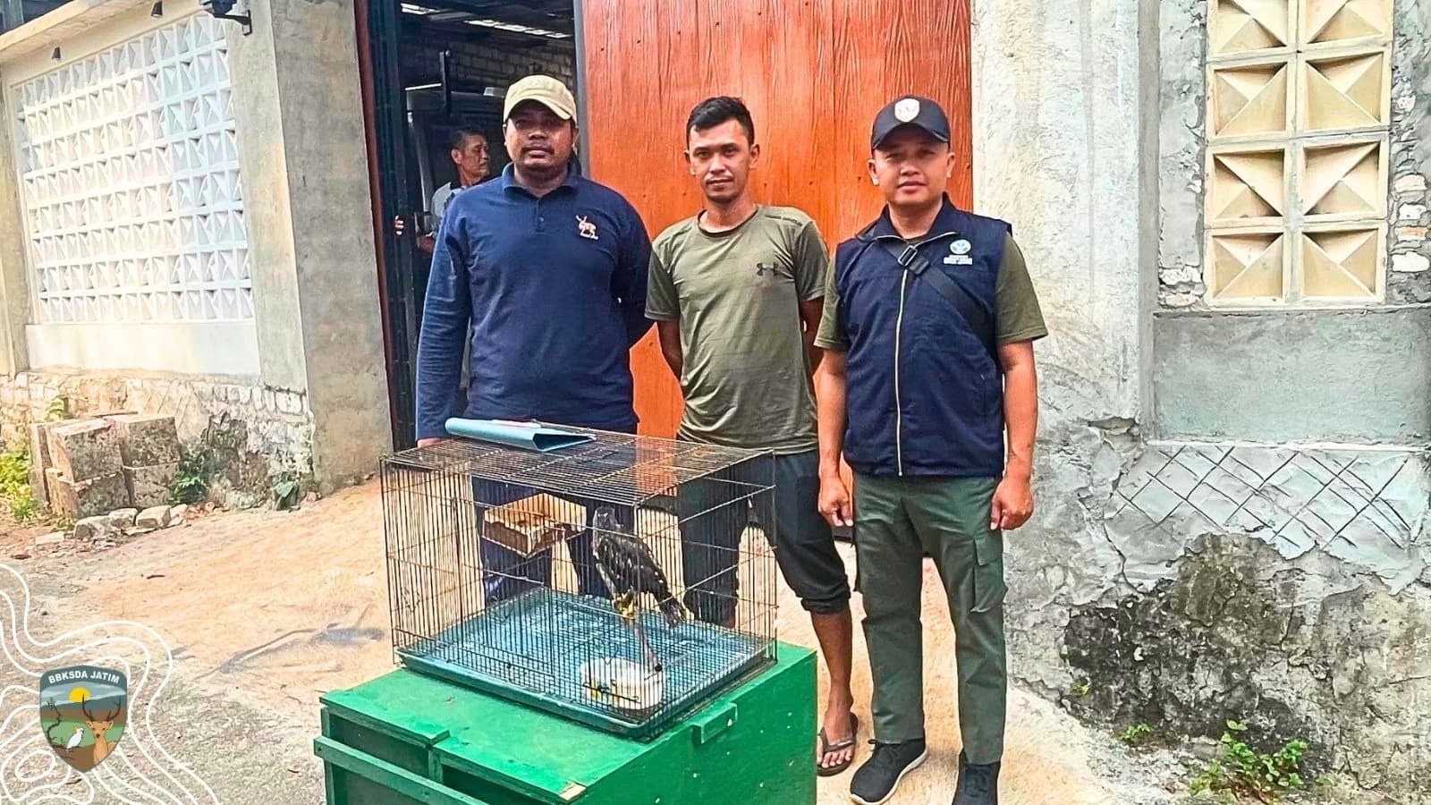 Ditemukan Di Bawah Pagar, Elang Itu Akhirnya Diserahkan Kepada Tim Matawali