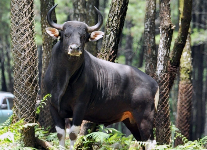 pelestrian banteng jawa