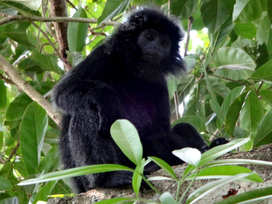 Lutung jawa adalah jenis monyet pemakan daun, yang banyak tersebar di Pulau Jawa dan sedikit populasi di pulau-pulau kecil sekitarnya. Foto: Javan Langur Center, The Aspinall Foundation Indonesia Program