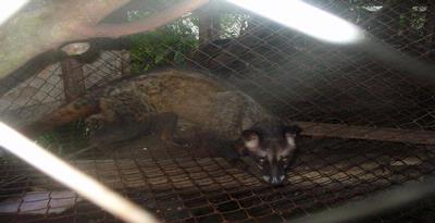 1722542-tif--kopi-luwak-kediri--p