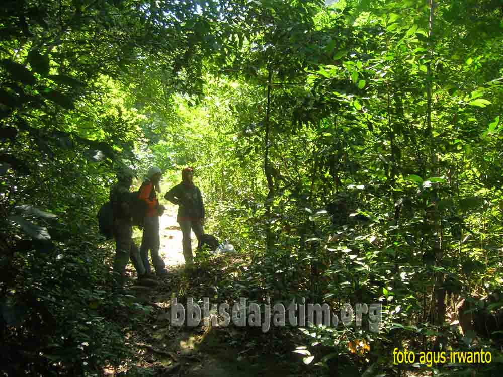 sm bawean 02a