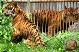Harimau sumatera (Panthera tigris sumatrae) dalam kerangkeng di satu kebun binatang.