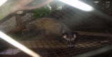 Popularitas Kopi Luwak Mengancam Luwak