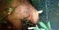 Ini Bukti Keberadaan Badak Sumatera di Kalimantan