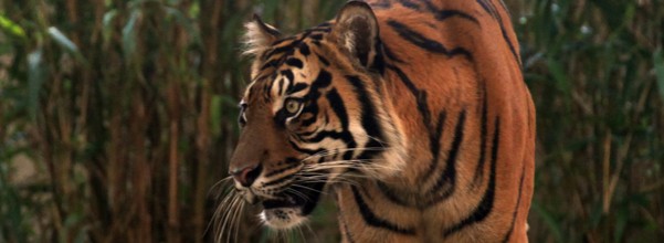 harimau_spesies01