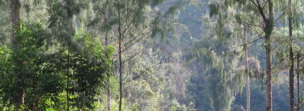 perburuan satwa merisaukan