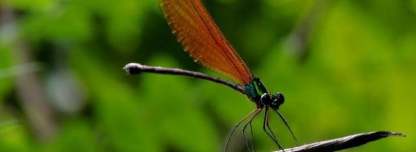Vestalis luctuosa betina, salah satu spesies capung jarum yang rentan terhadap perubahan lingkungan. Capung ini berstatus hampir terancam (near threatened). Foto : Hariyawan A Wahyudi