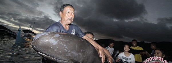 puluhan ikan paus