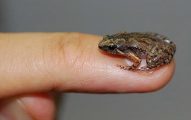 Katak bernama Mycrohila orientalis ini sebesar ujung jari manusia dewasa, atau sekitar 17 hingga 18 milimeter (1,7 hingga 1,8 centimeter) di Pulau Dewata, Bali. Foto: Amir Hamidy