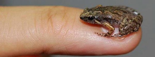 Katak bernama Mycrohila orientalis ini sebesar ujung jari manusia dewasa, atau sekitar 17 hingga 18 milimeter (1,7 hingga 1,8 centimeter) di Pulau Dewata, Bali. Foto: Amir Hamidy
