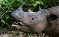 badak-rhino