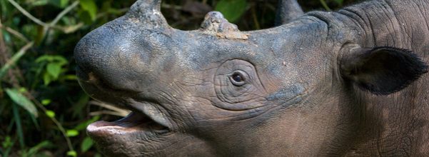 badak-rhino
