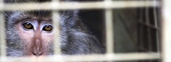 Monyet ekor panjang ini akan dikembalikan ke hutan yang merupakan rumah aslinya. Foto: IAR Indonesia