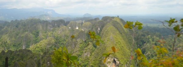 Karst Sangkulirang kala dilihat dari atas puncak Bukit Ketepu. Karst Sangkulirang termasuk ke dalam tipe bentukan tower karst karena bentuk menyerupai tower-tower yang menjulang tinggi. Kawasan penting dan unik seperti ini bisa terancam kala aturan perlindungan tak kuat. Foto: Lawalata IPB