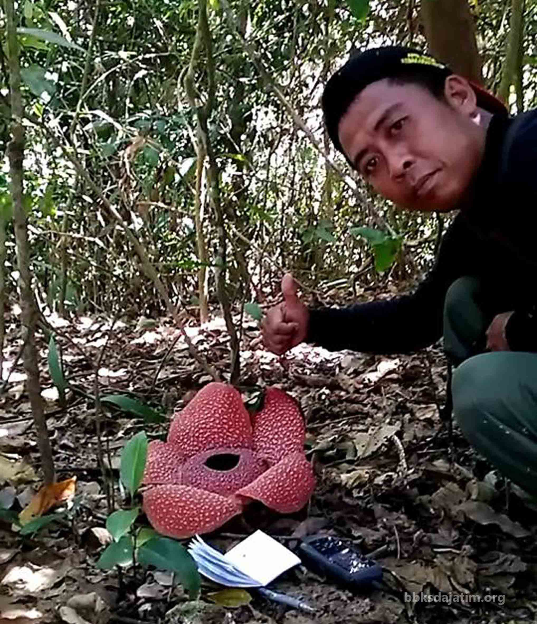 Bunga Rafflesia Ternyata Masih Ada Di Puger Balai Besar Ksda