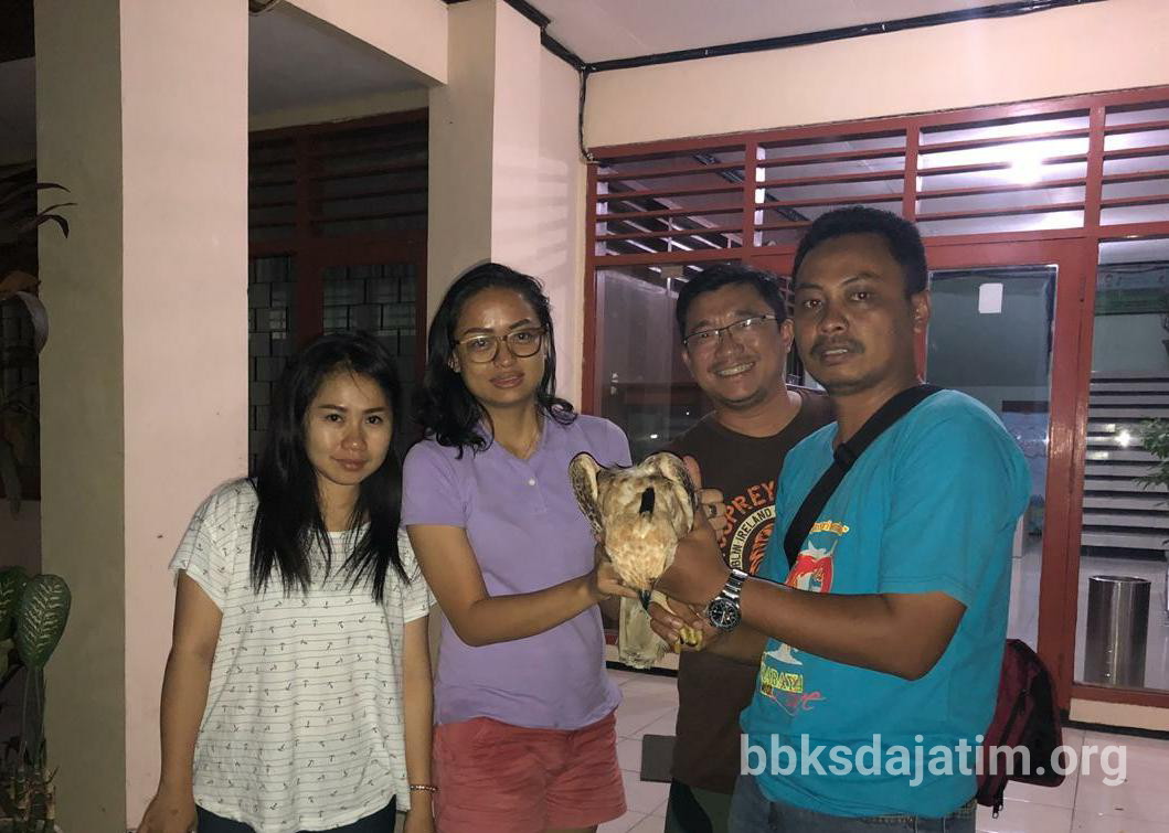 Batal Liburan Karena Elang Jawa - Balai Besar KSDA Jawa Timur Batal Liburan Karena