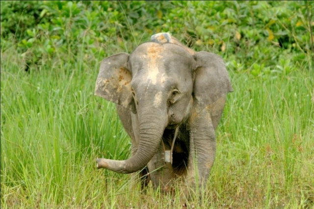 habitat gajah  Habitat Gajah  Kerdil Borneo Terdesak Alih Fungsi Hutan 